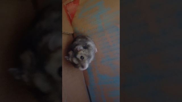 хомяки.mp4 смотреть онлайн