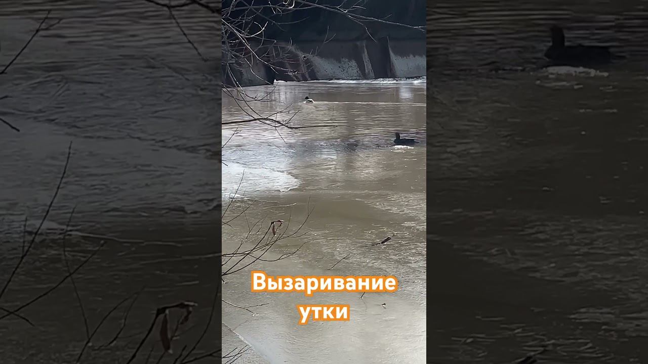 Вызаривание подсадной утки #охота