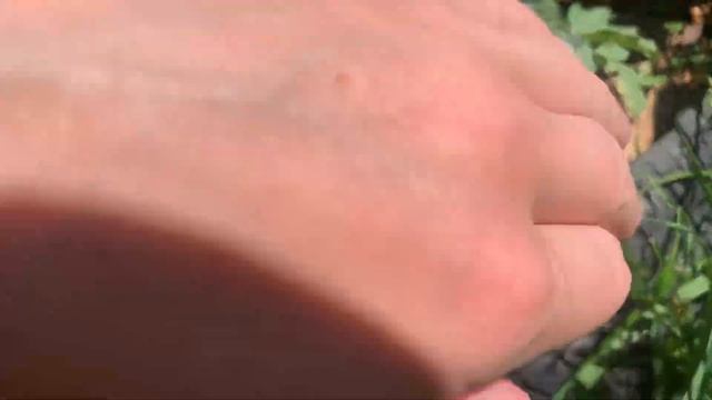 Томати жирують. Початкове формування томатів смотреть онлайн