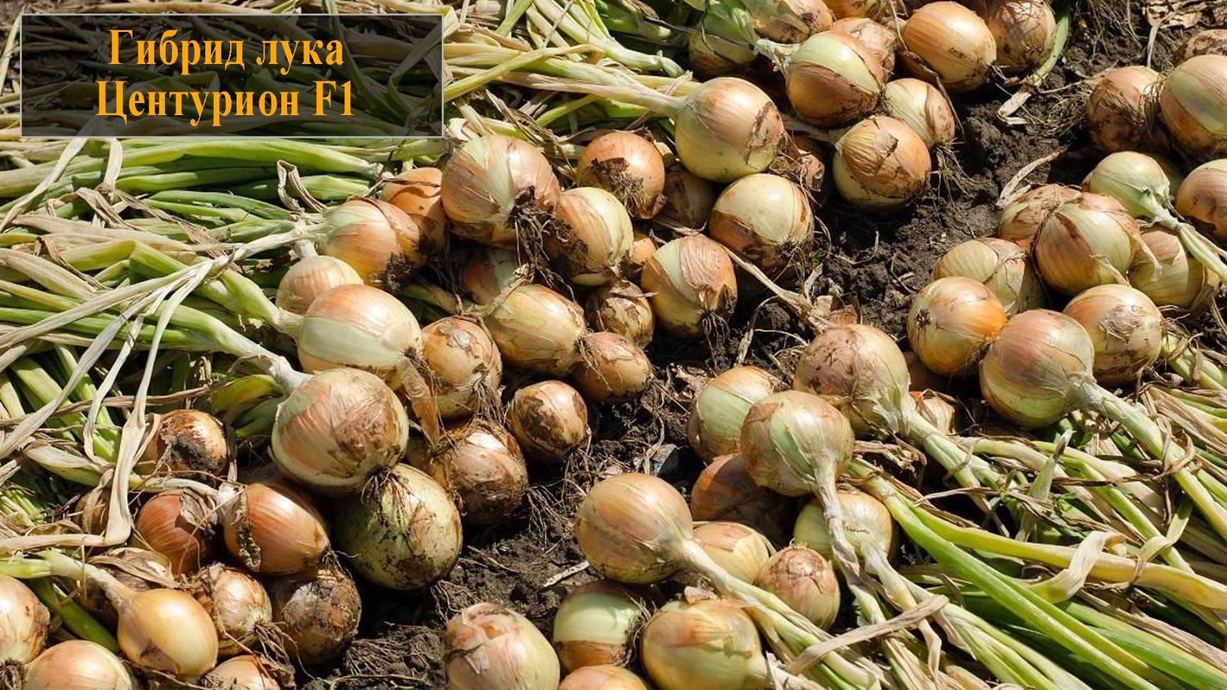 Гибрид лука Центурион смотреть онлайн