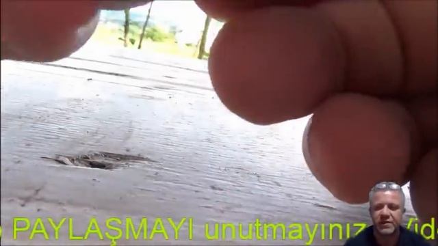 Kraliçe Mamut  Eşek Arısı Elimi Soktu #BöcekReis