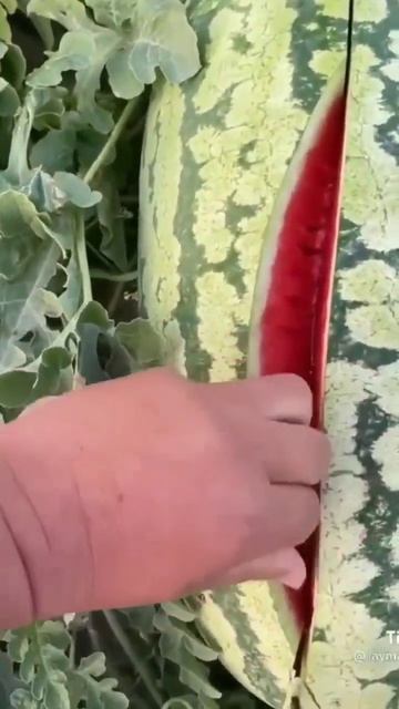 لعشاق ثمار الرقي #garden смотреть онлайн