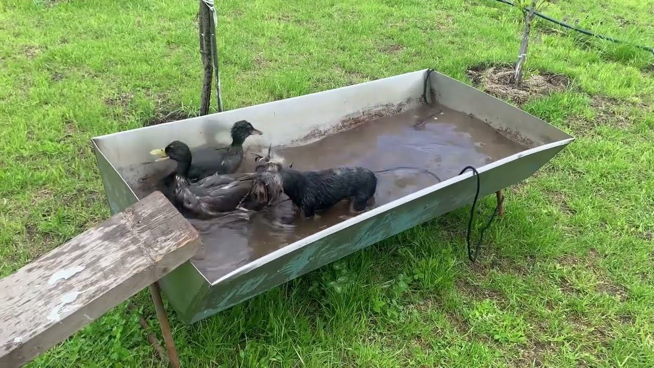 Подсадные утки живут на даче