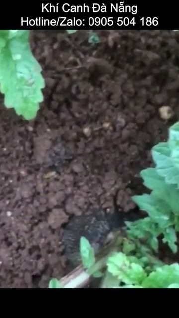 Trồng củ cải thổ canh смотреть онлайн