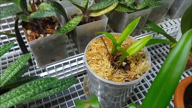 April 2017 orchids update: new spikes, buds, growths... смотреть онлайн