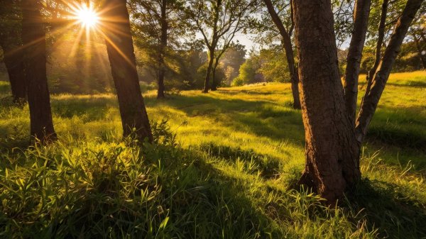 clean shaven - Солнечный свет
