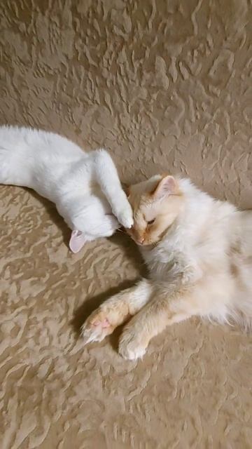 Кошачий ЛяМур #дружба #хвосты #мимими смотреть онлайн