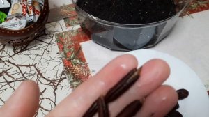 Как вырастить из обычной косточки финиковую пальму в домашних условиях