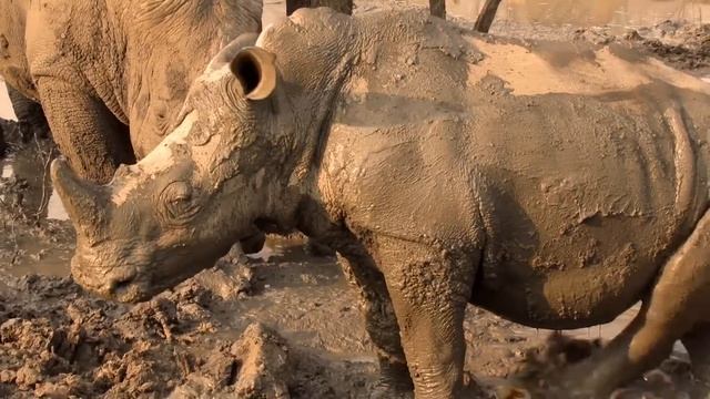 Mud Bath смотреть онлайн