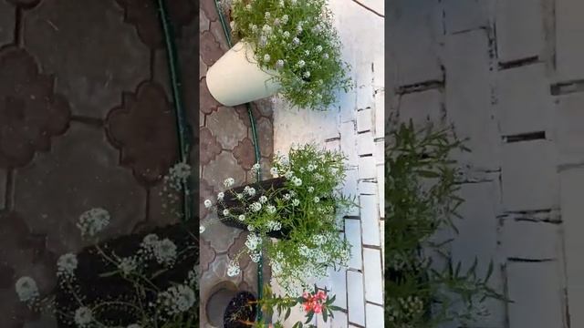 Красота наша опять в магазин цветочный поедет радовать народ 🌹🌹🌹🌺🌺🌺🥗 смотреть онлайн
