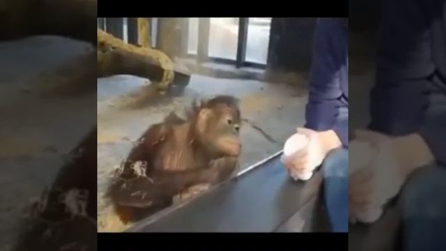 Юмор приколы рассмешил обезьяну смотреть онлайн