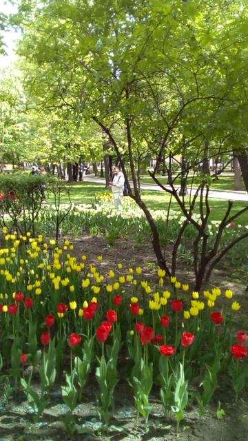 Tulips red pink purple yellow.wait Тюльпаны красные розовые фиолетовые желтые белые. смотреть онлайн