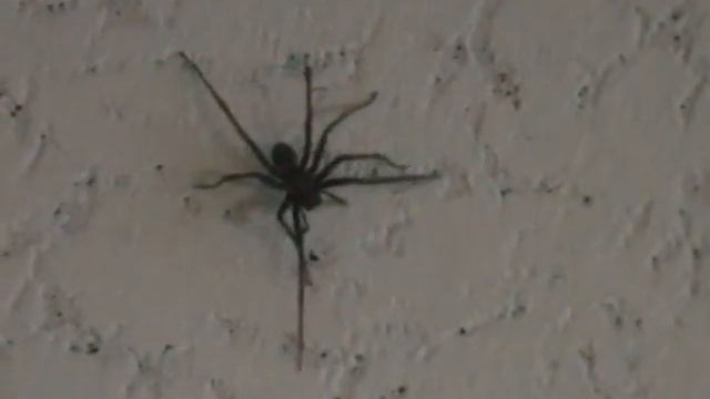 Spider - Tegenaria atrica - (Hauswinkelspinne) смотреть онлайн