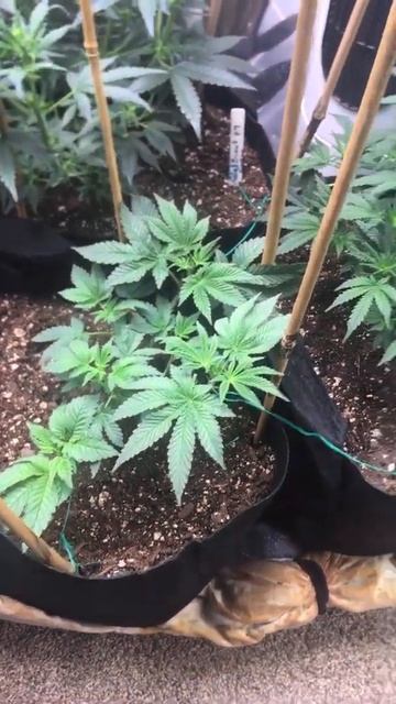 Growing смотреть онлайн