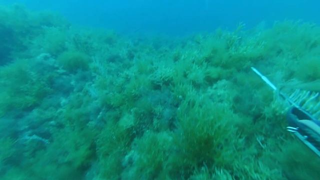 Spearfishing mottled grouper - Indian style смотреть онлайн