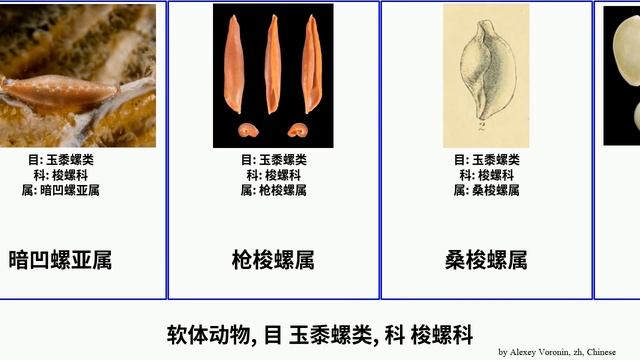 软体动物, 目 玉黍螺类, 科 梭螺科 mollusca 安卡西菱角螺 Bobby 瓮螺属 矛梭螺属 長菱角螺 Ovulidae 台湾桑梭螺 Littorinimorpha 凹梭螺屬 Floor смотреть онлайн