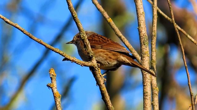1327. Pěvuška modrá, Dunnock, Heckenbraunelle, Heggenmus, Лесная завирушка, Płochacz pokrzywnica смотреть онлайн