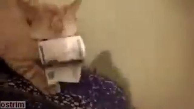 Жадный до денег котенок смотреть онлайн