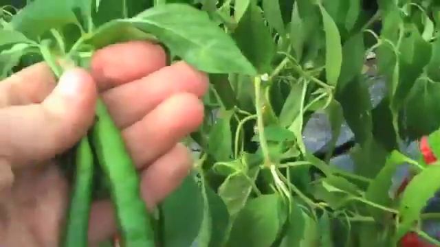 Joe's Long Cayenne смотреть онлайн
