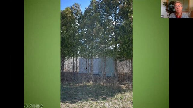 Northern White Cedar | Vermont Land Trust webinar смотреть онлайн