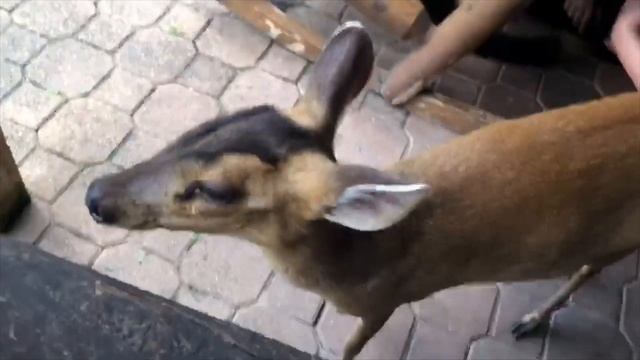 PET LEMURS, KANGAROOS, SLOTHS & MORE! смотреть онлайн