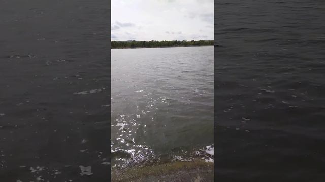 голубь и баклан борьба за жизнь смотреть онлайн