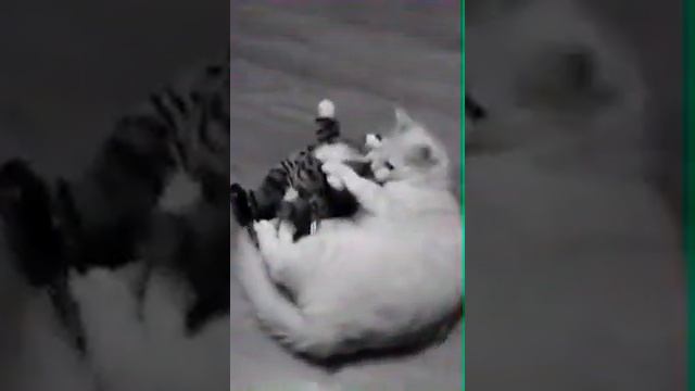Просто ржач! Милый я хочу тебя)) смотреть онлайн