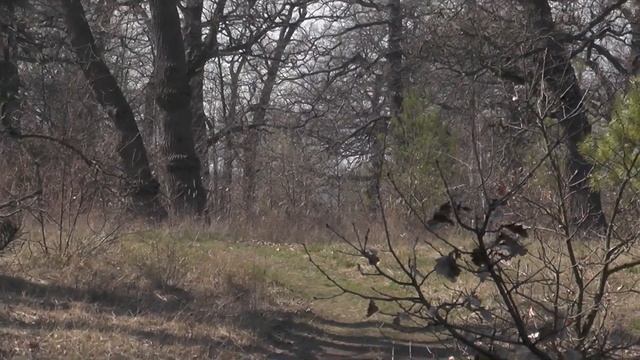 ДУБРАВЫ залива ВЕРБЛЮЖИЙ на ОБОЛОНИ (09.04.2020) смотреть онлайн