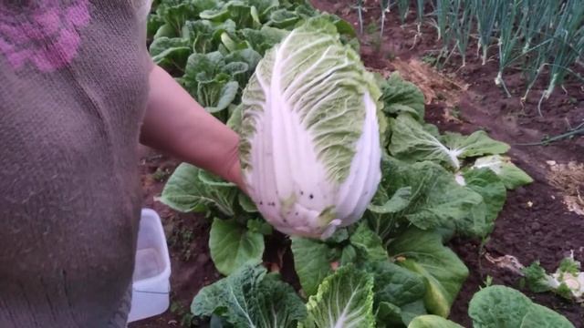 срез пекинской капусты.16 июля 2022 г. смотреть онлайн