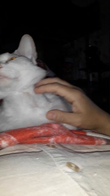 кошка Мая Донской Сфинкс-браш с такого ракурса видели? смотреть онлайн