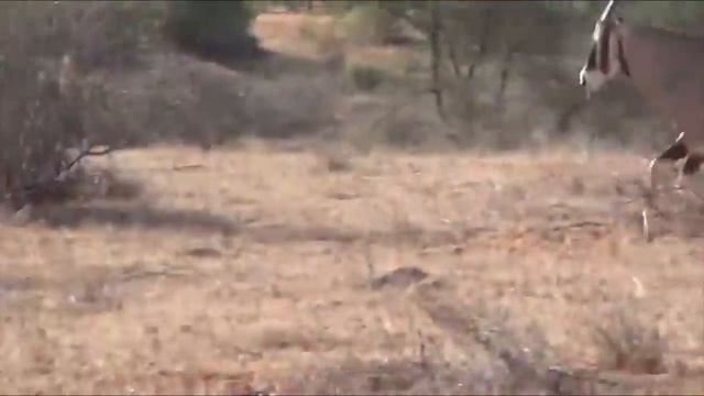 OMG! Mother Gemsbok Save Her Baby From Cheetah Hunting - Wildebeest vs Lion vs Oryx смотреть онлайн