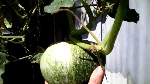 тыква смотреть онлайн