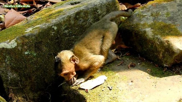 MG-Why little Sweetie fight grab food from poor baby Timo like this,Poor Timo try avoid from Sweeti смотреть онлайн