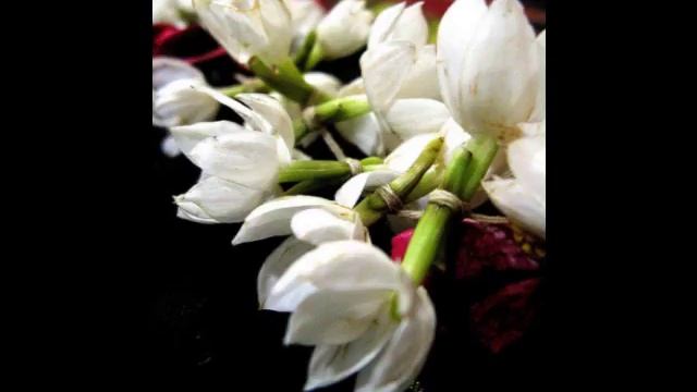 Dadra- Ali Piya Bin Mora- Pt. Jitendra Abhisheki смотреть онлайн