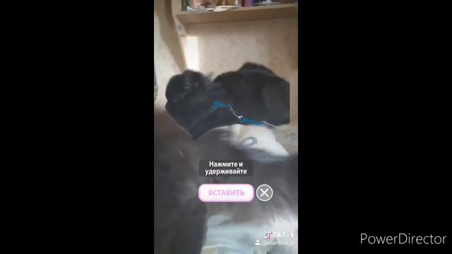 лучше приколы из тик ток от Васи #3 смотреть онлайн