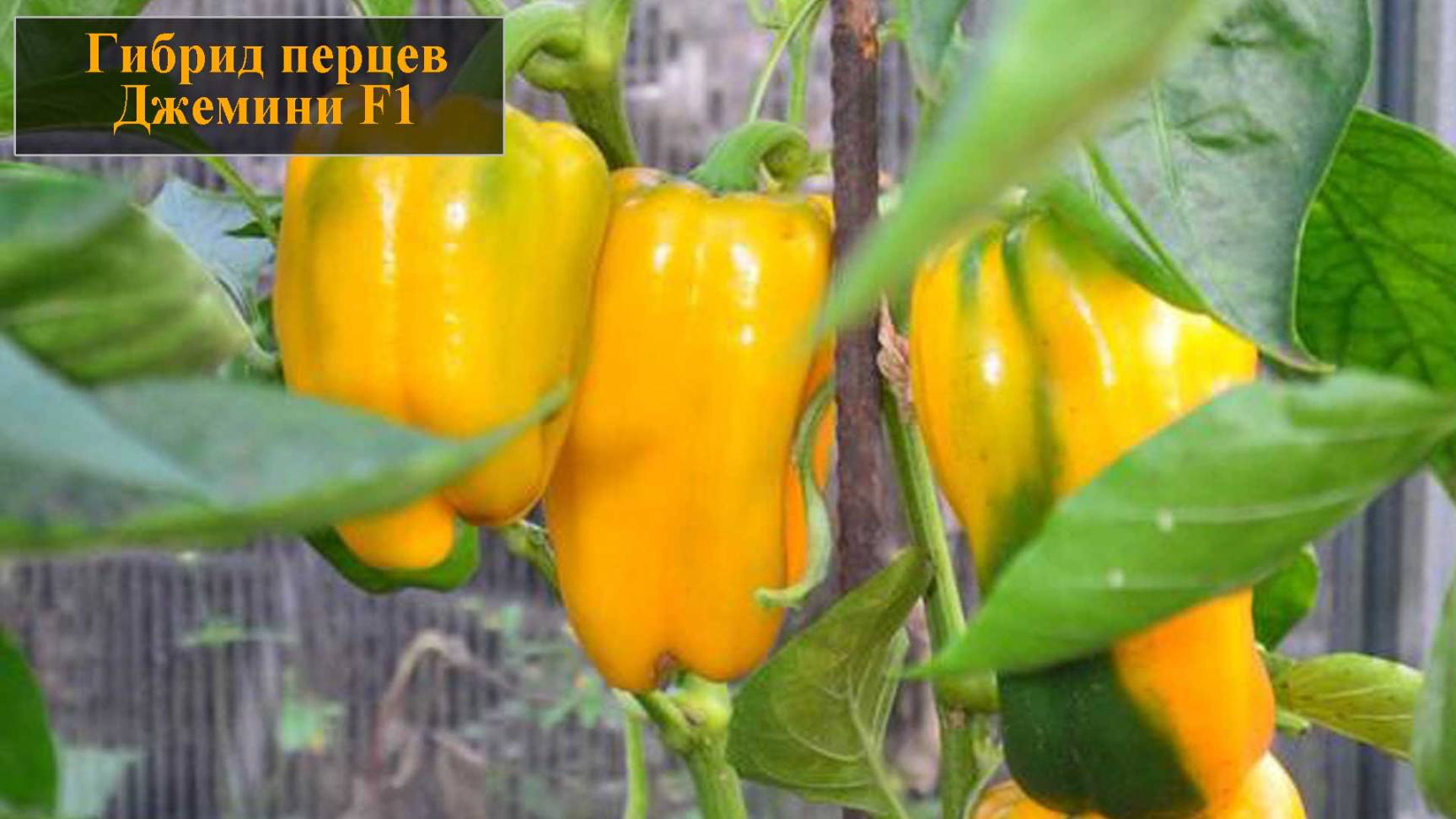 Гибрид перцев Джемини смотреть онлайн