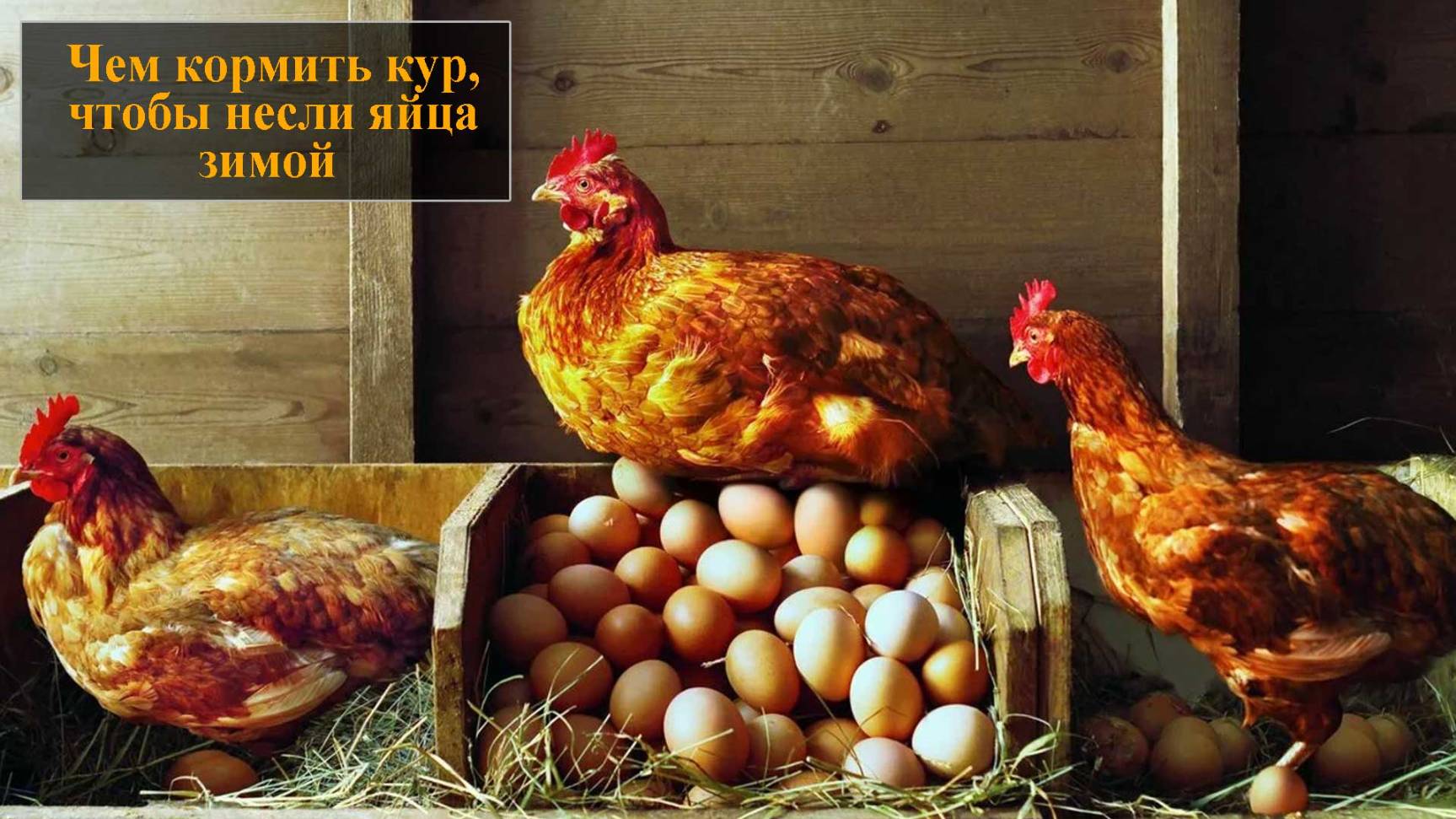 Чем кормить кур чтобы неслись зимой смотреть онлайн