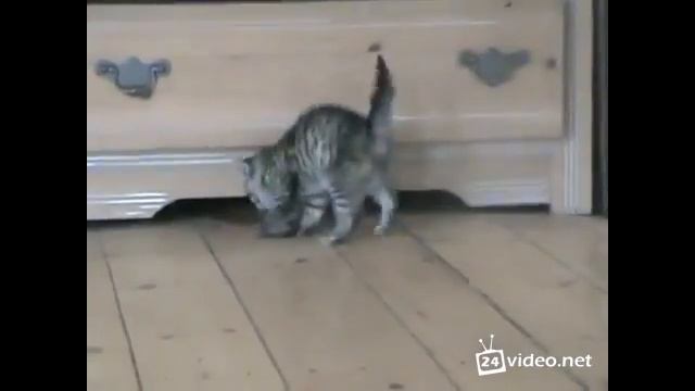 Кот-попрыгунчик. смотреть онлайн