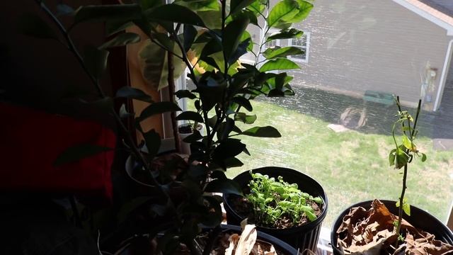 Overwintering Citrus In Cold Climates смотреть онлайн