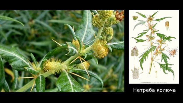 Нетреба колюча. Довідка. Які хвороби лікує рослина. Коли збирати та як застосовувати в лікуванні