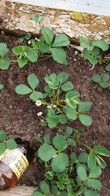 Клубника в парнике 24.04.2022 г🍓🍓🍓🌸🌸 смотреть онлайн