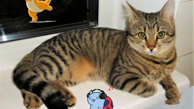 ПОЛОСАТАЯ И УСАТАЯ смотреть онлайн