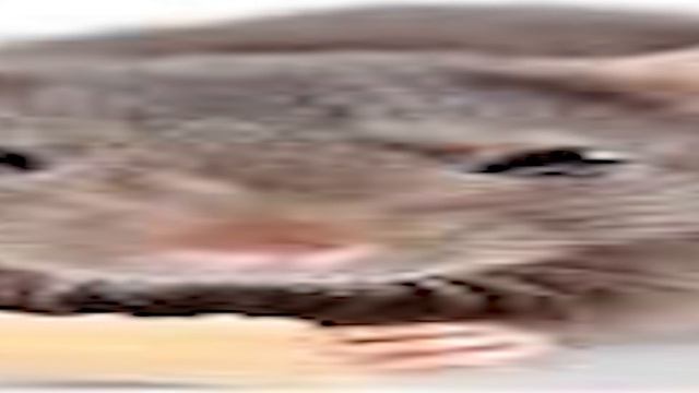 mysiah - Big Fat Rats 1 hour version смотреть онлайн
