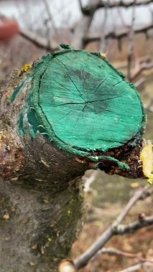Чем лечить свежие спилы дерева