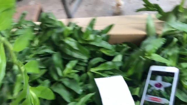 04/07/2019 cập bến lô hàg đài loan thân nù : 5ct họg đỏ... trâm thiên long ... 0817892229-098155076 смотреть онлайн