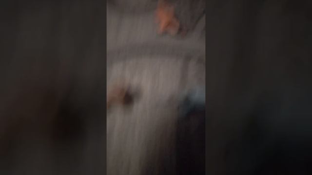 История а животных #1 смотреть онлайн