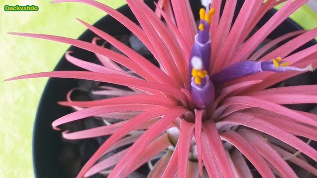 Tillandsia ionantha con fiore - Agosto 2019 смотреть онлайн
