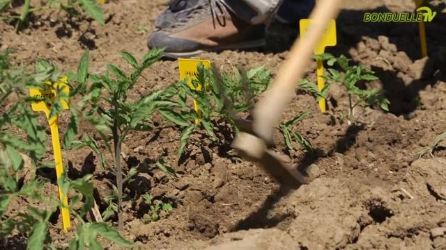 Come coltivare i pomodori con la doppia rincalzatura - Bonduelle TV - A spasso nell'orto смотреть онлайн