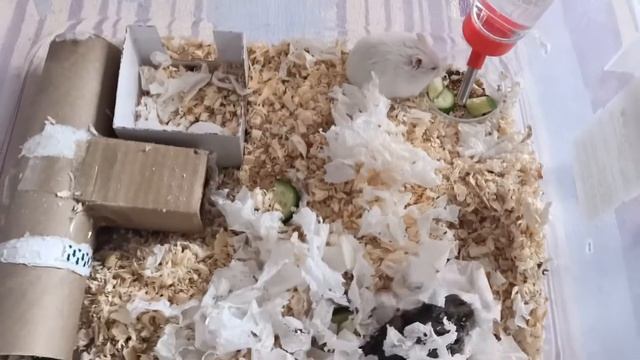 всё что нужно для хомяков/что нужно для проживание хомяков/🐹❤️🐹 смотреть онлайн