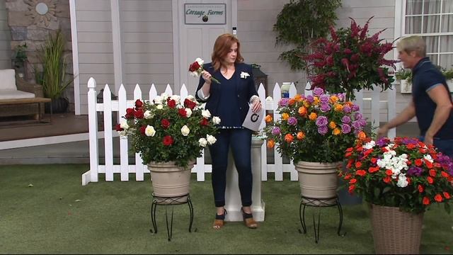 Cottage Farms Choice of Dazzling Designs Rose Duo on QVC смотреть онлайн